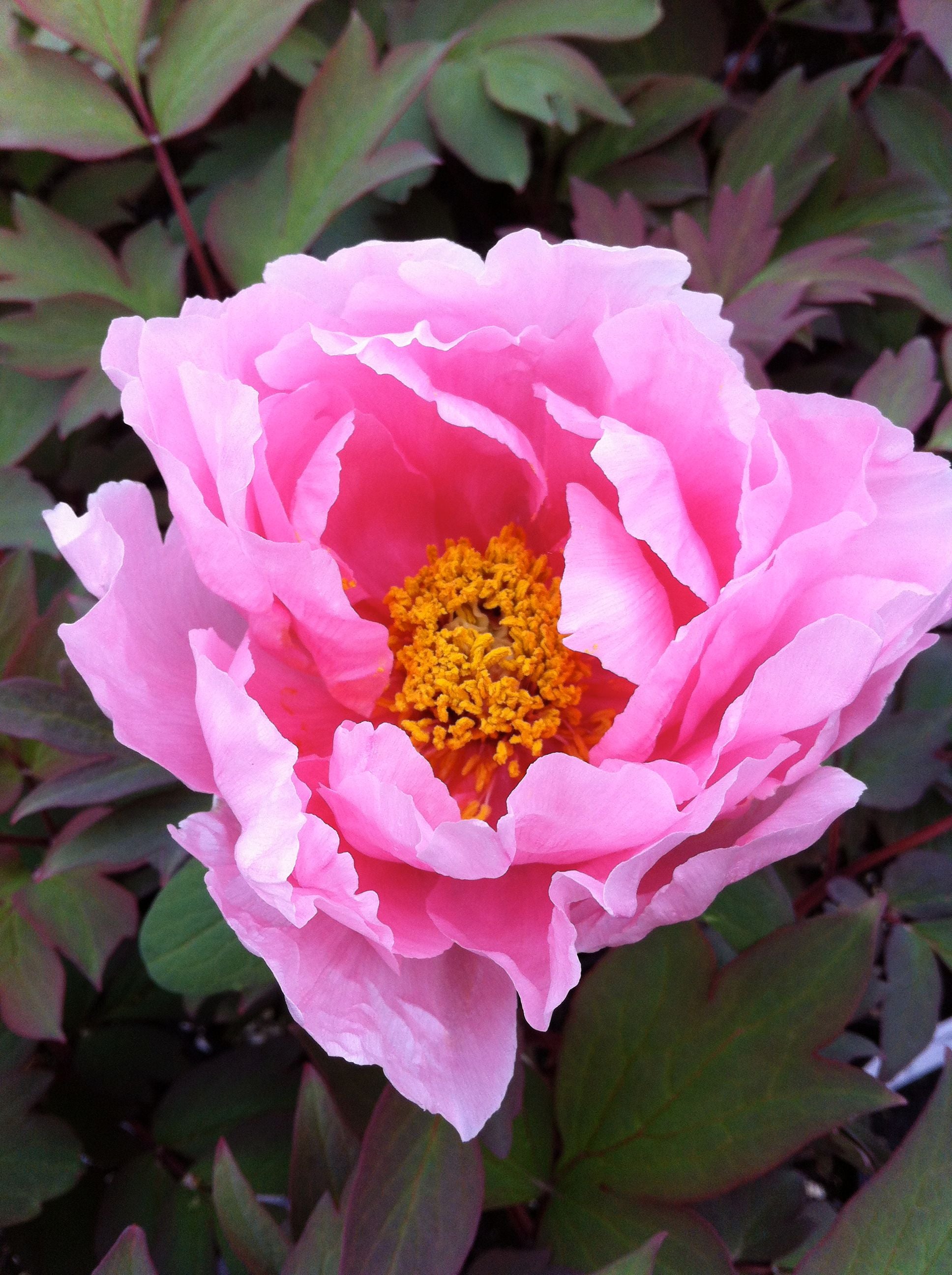 Paeonia suffruticosa Floral Rivaly Hanakisoi Tree Peony
