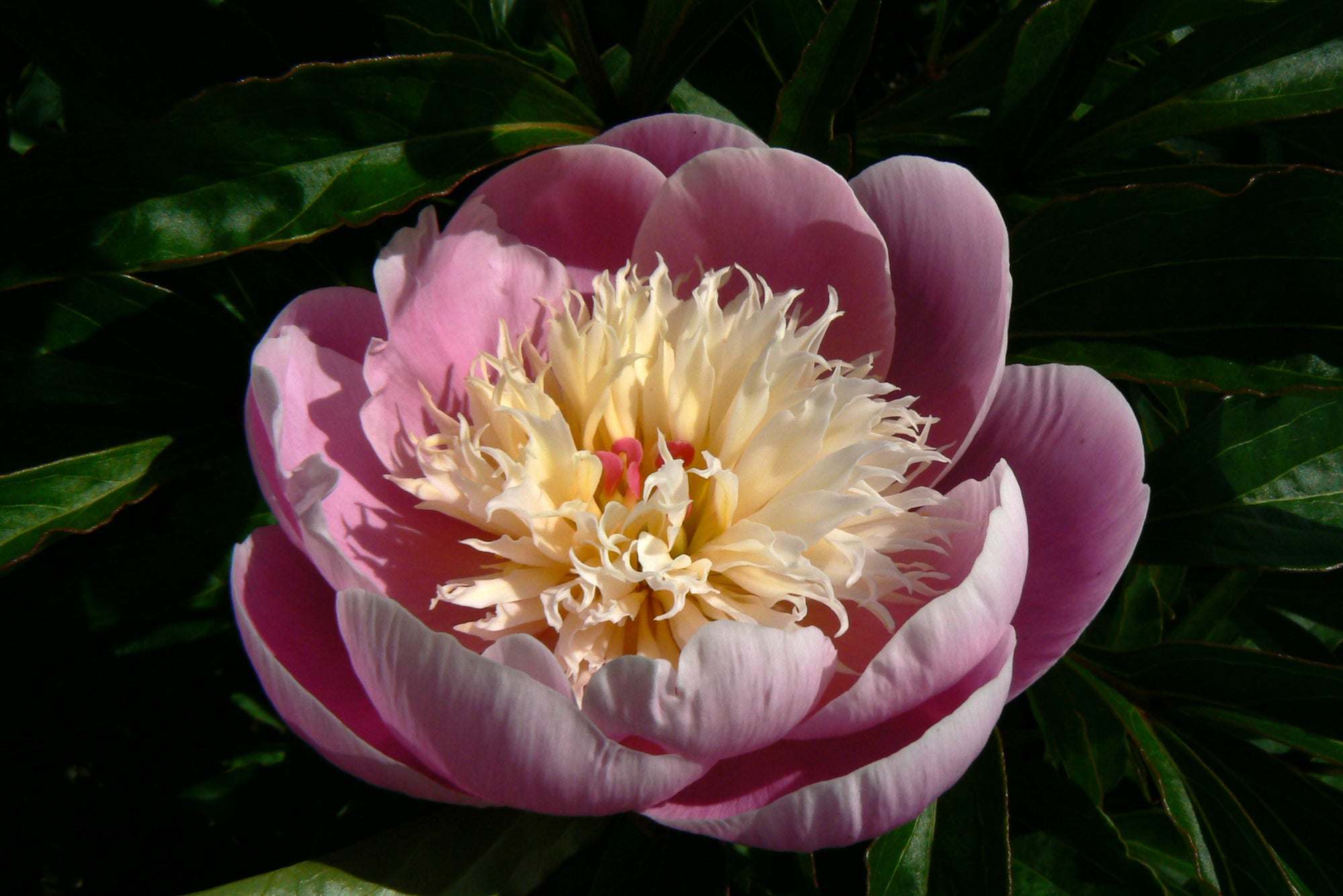 Paeonia Bowl of Beauty Peony