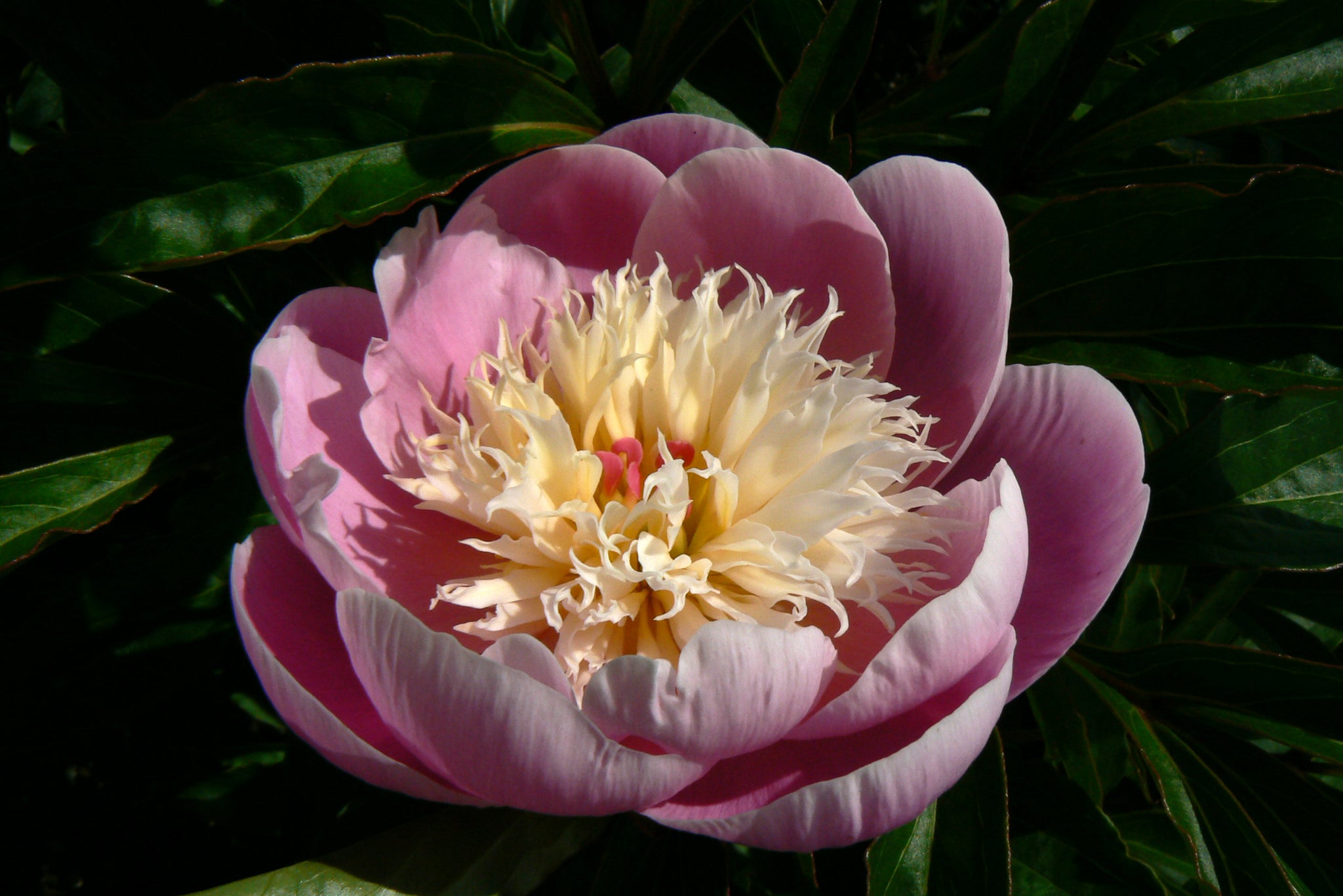 Paeonia Bowl of Beauty Peony