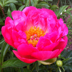 Paeonia Coral Sunset Peony
