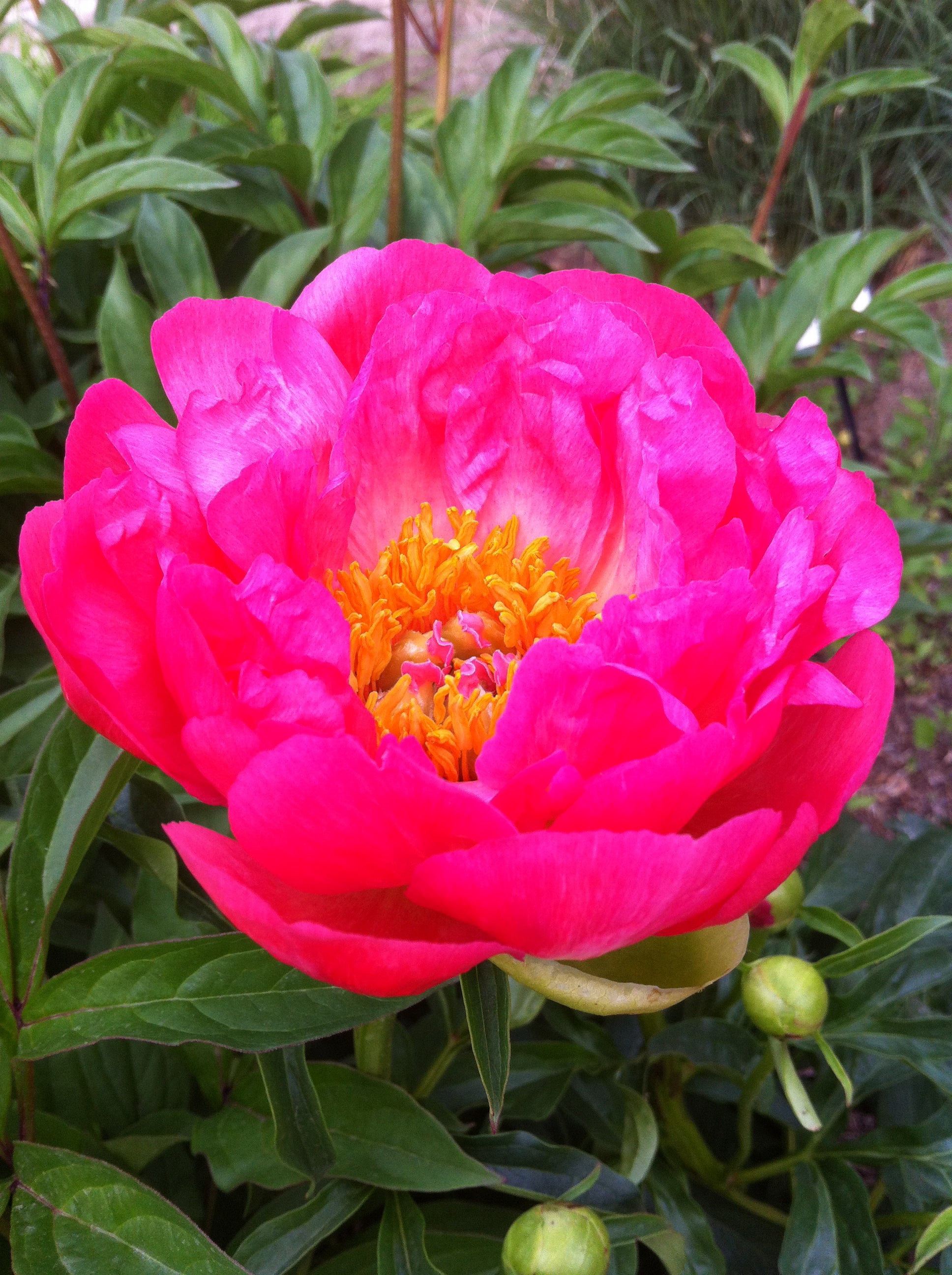 Paeonia Coral Sunset Peony