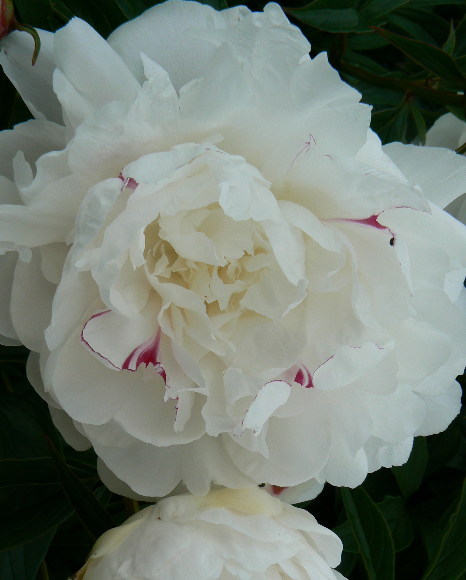 Paeonia Festiva Maxima Peony