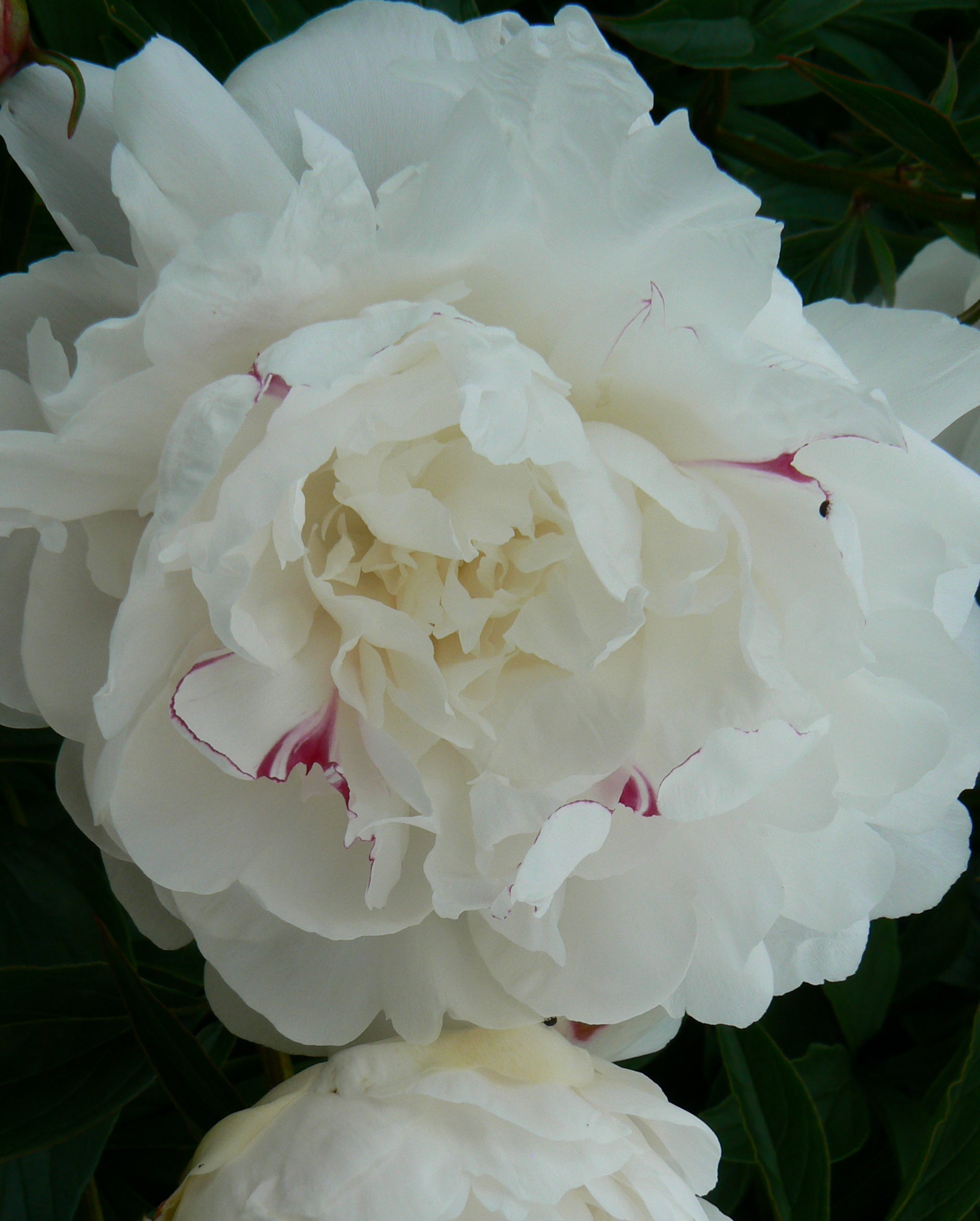 Paeonia Festiva Maxima Peony