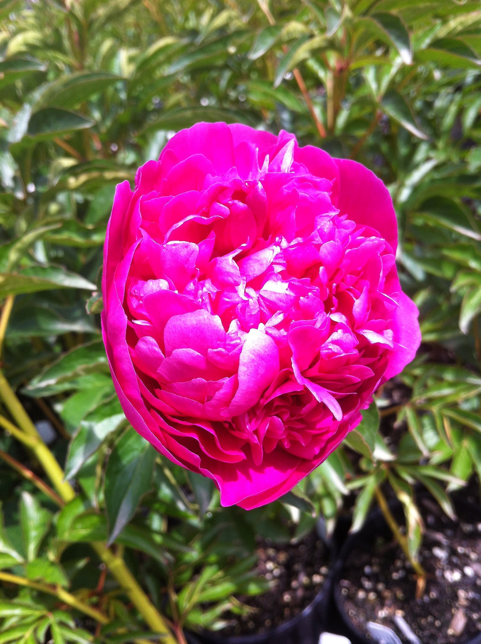 Paeonia General McMahon Peony