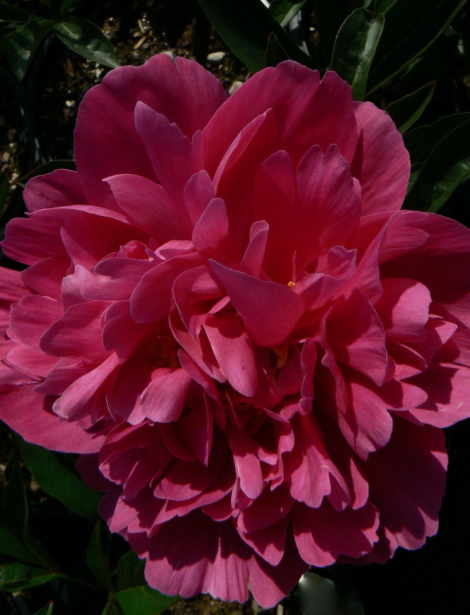 Paeonia Kansas Peony