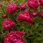 Paeonia Karl Rosenfield Peony