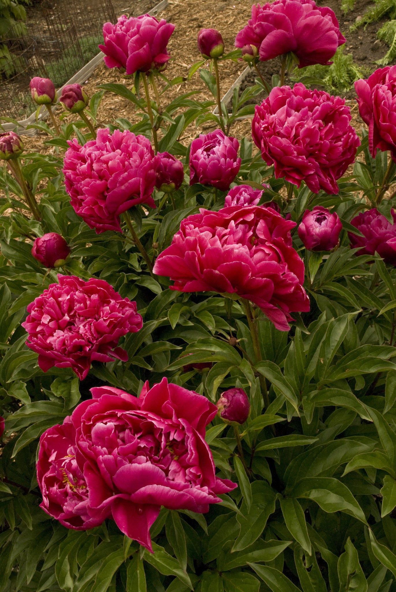 Paeonia Karl Rosenfield Peony