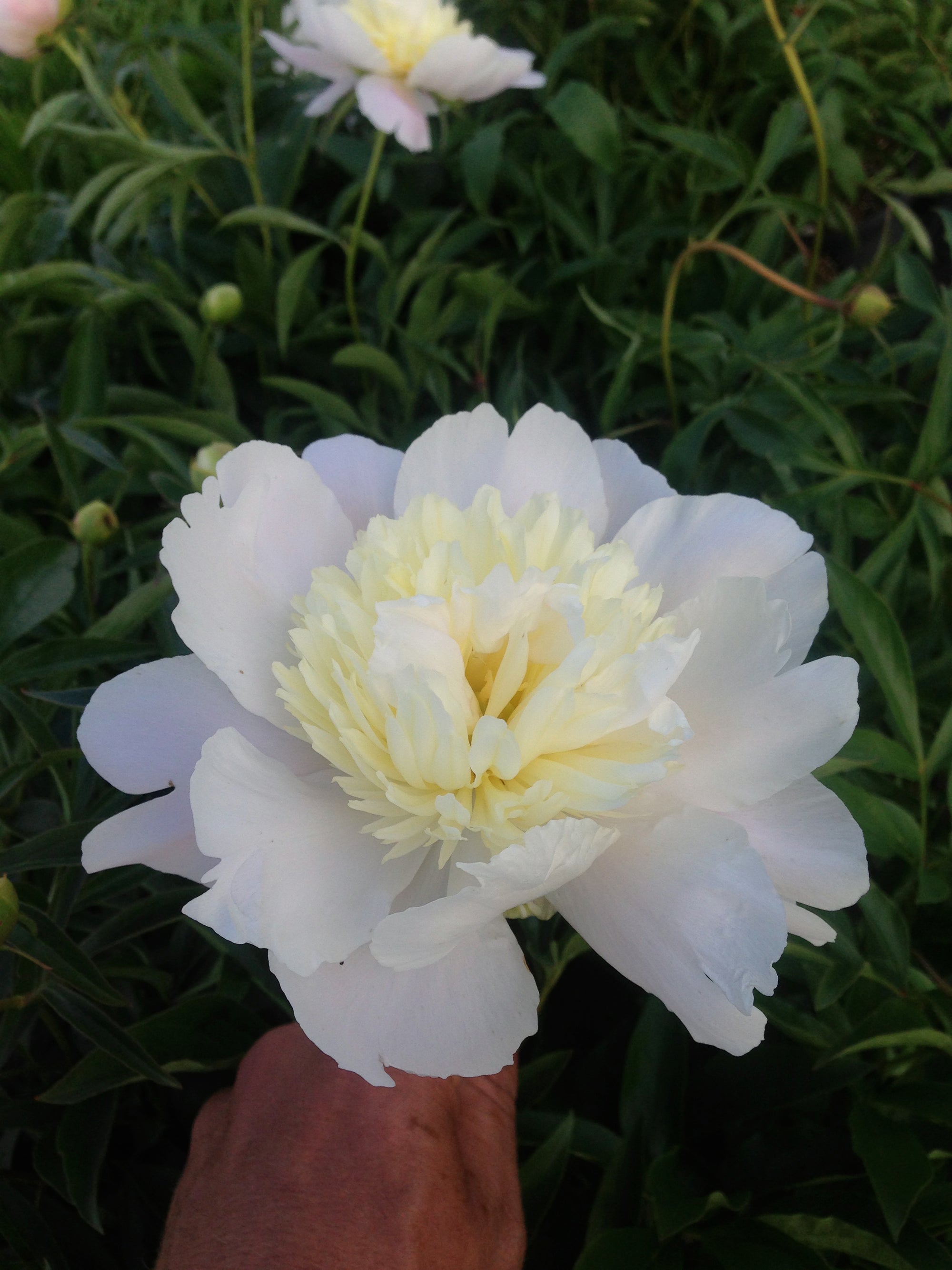 Paeonia Primavere Peony