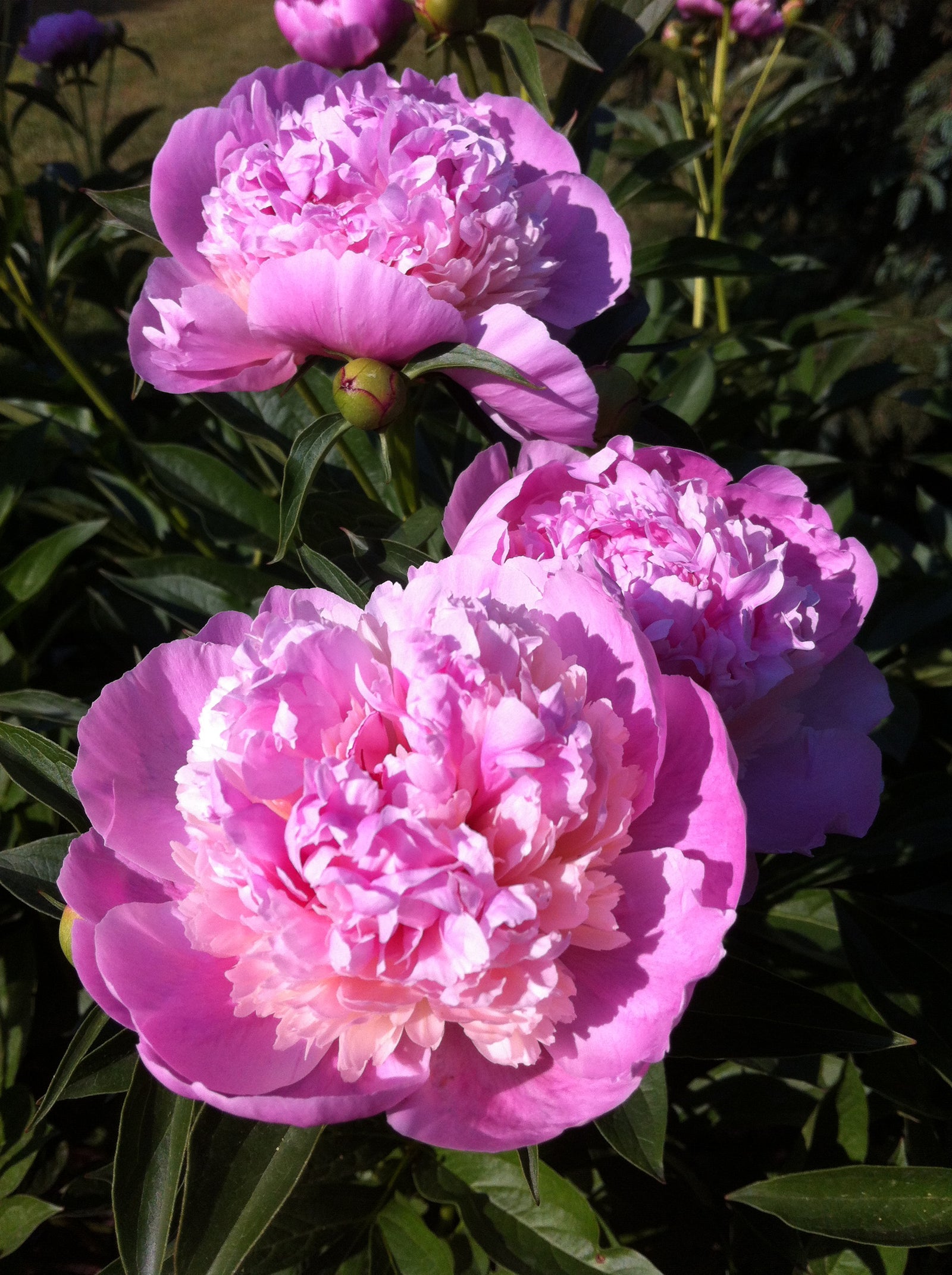 Paeonia Raspberry Sundae Peony