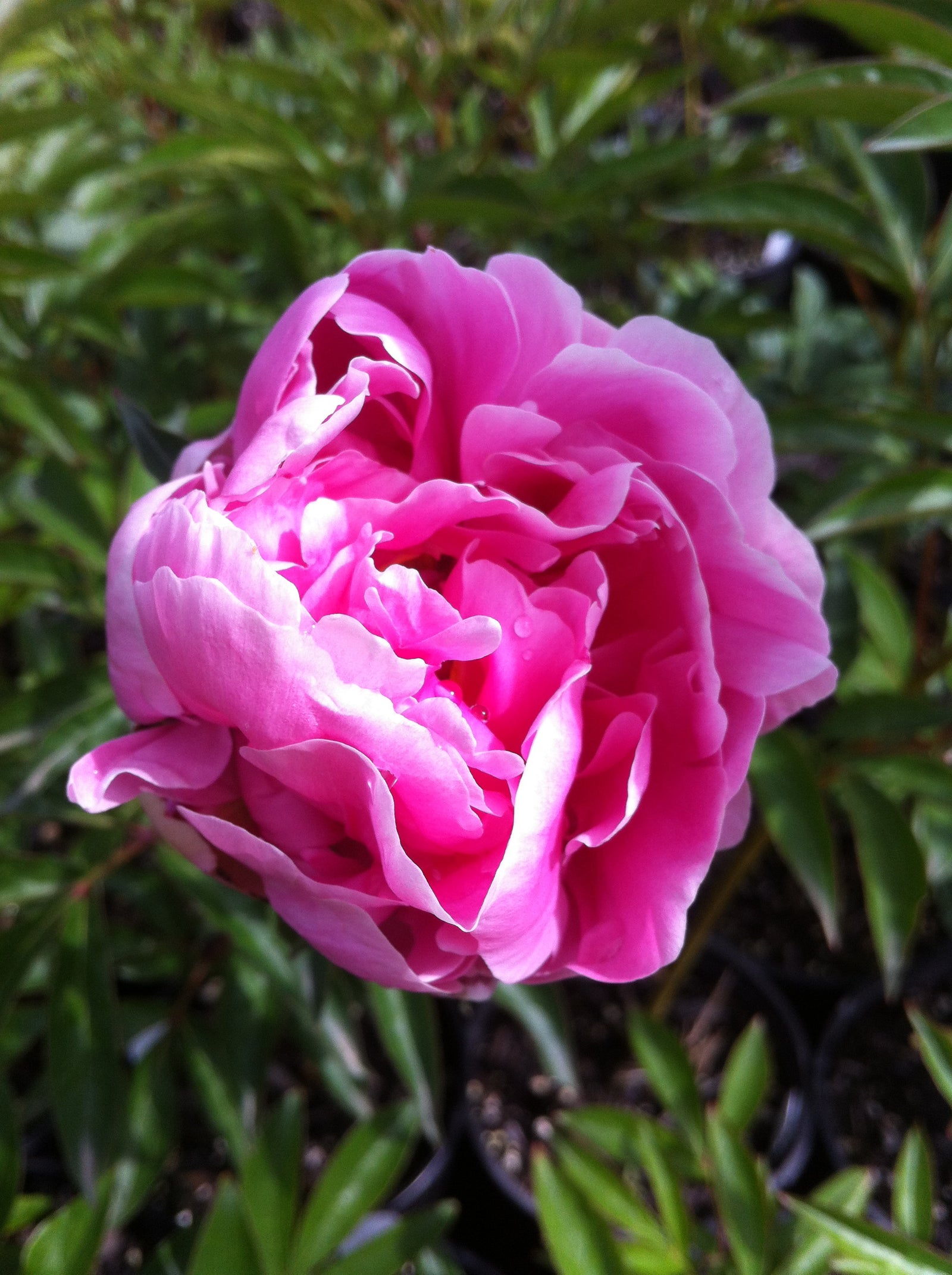 Paeonia Sarah Bernhardt Peony