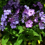 Phlox paniculata Blue Paradise Garden Phlox