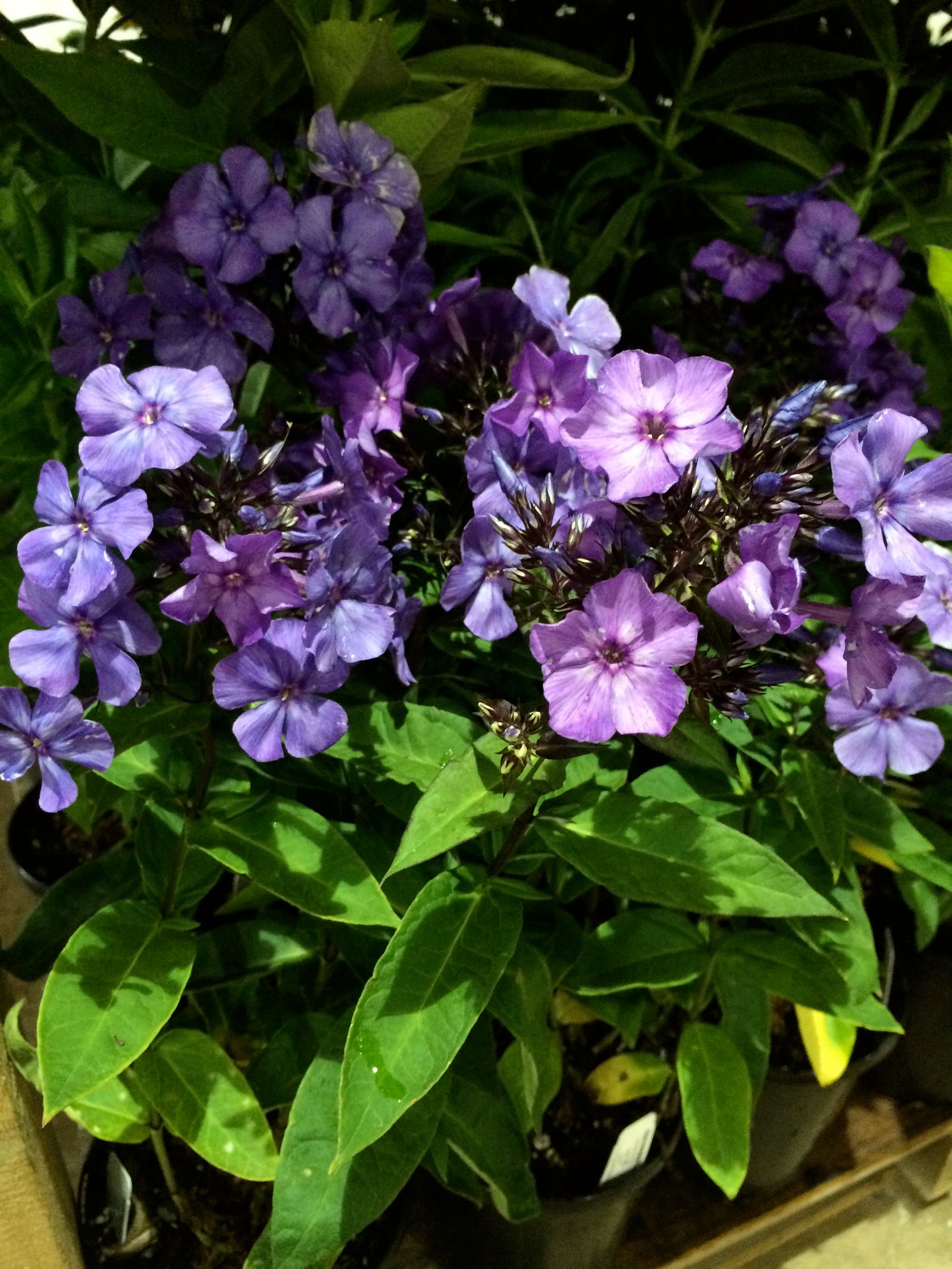 Phlox paniculata Blue Paradise Garden Phlox