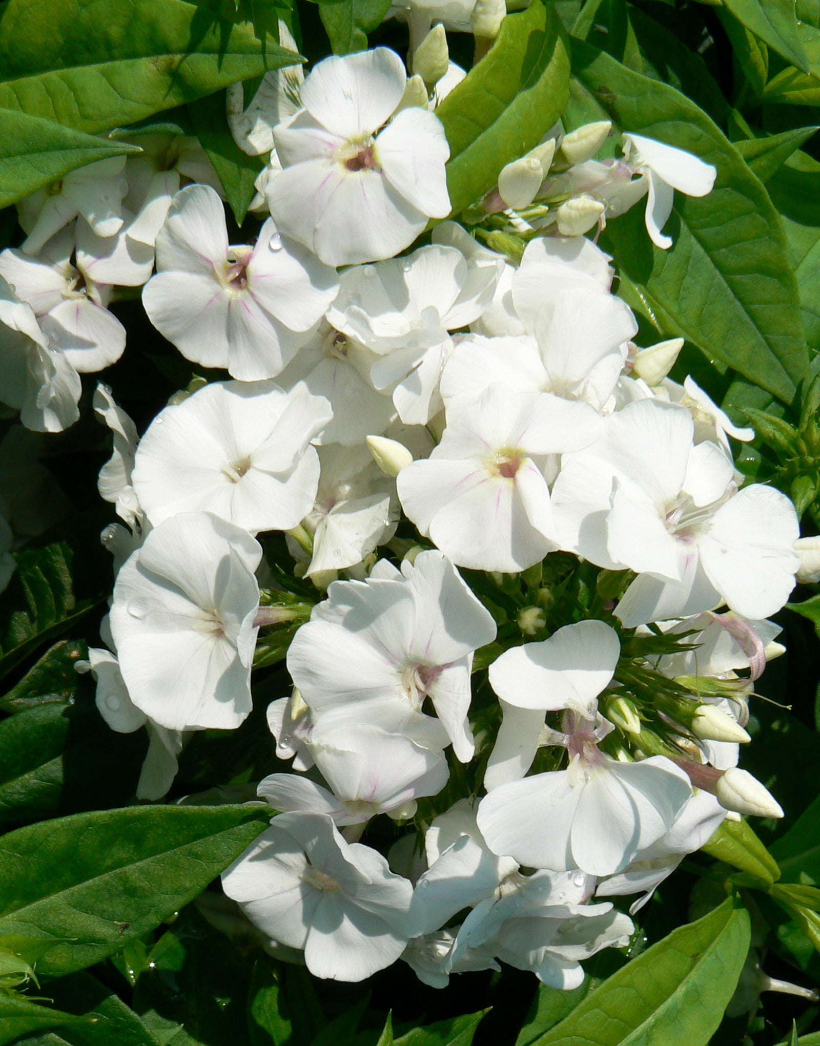 Phlox paniculata David Garden Phlox