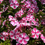 Phlox paniculata Peppermint Twist PP18196, COPF Garden Phlox