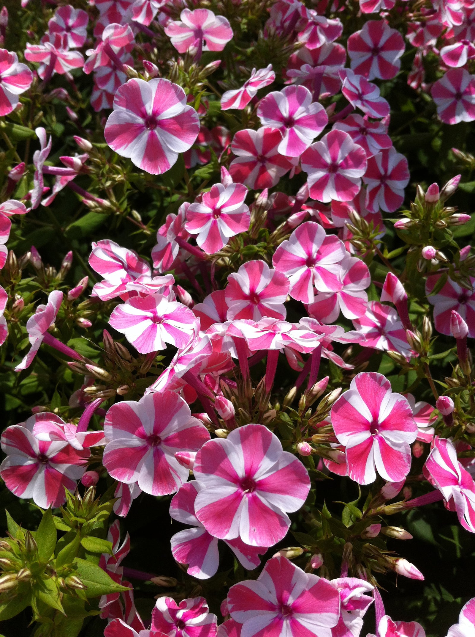 Phlox paniculata Peppermint Twist PP18196, COPF Garden Phlox