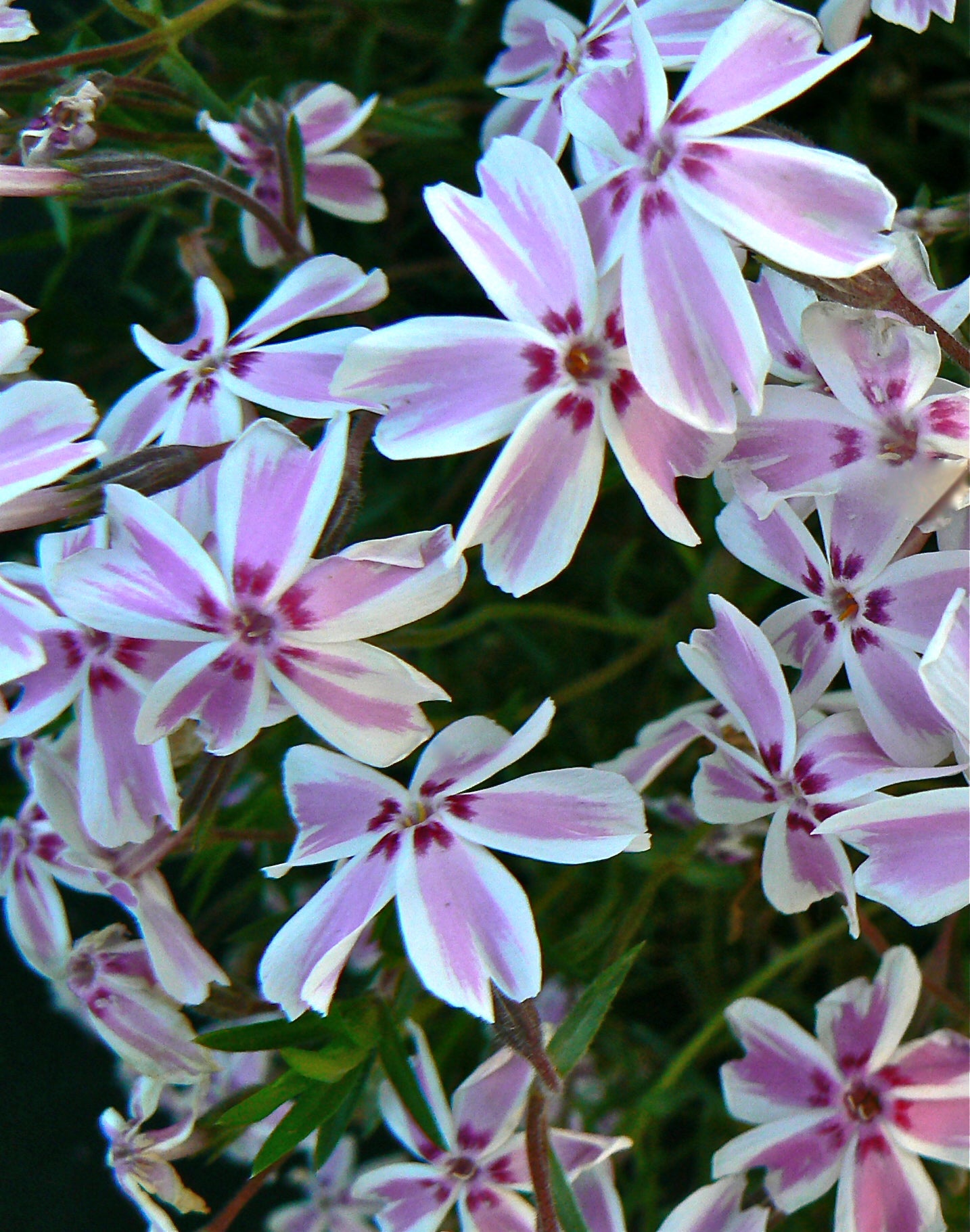 Phlox subulata Candy Stripe Tamaongalei Moss Phlox