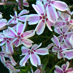 Phlox subulata Tamaongalei Candy Stripe Candy Stripe Moss Phlox