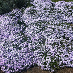 Phlox subulata Emerald Blue Moss Phlox