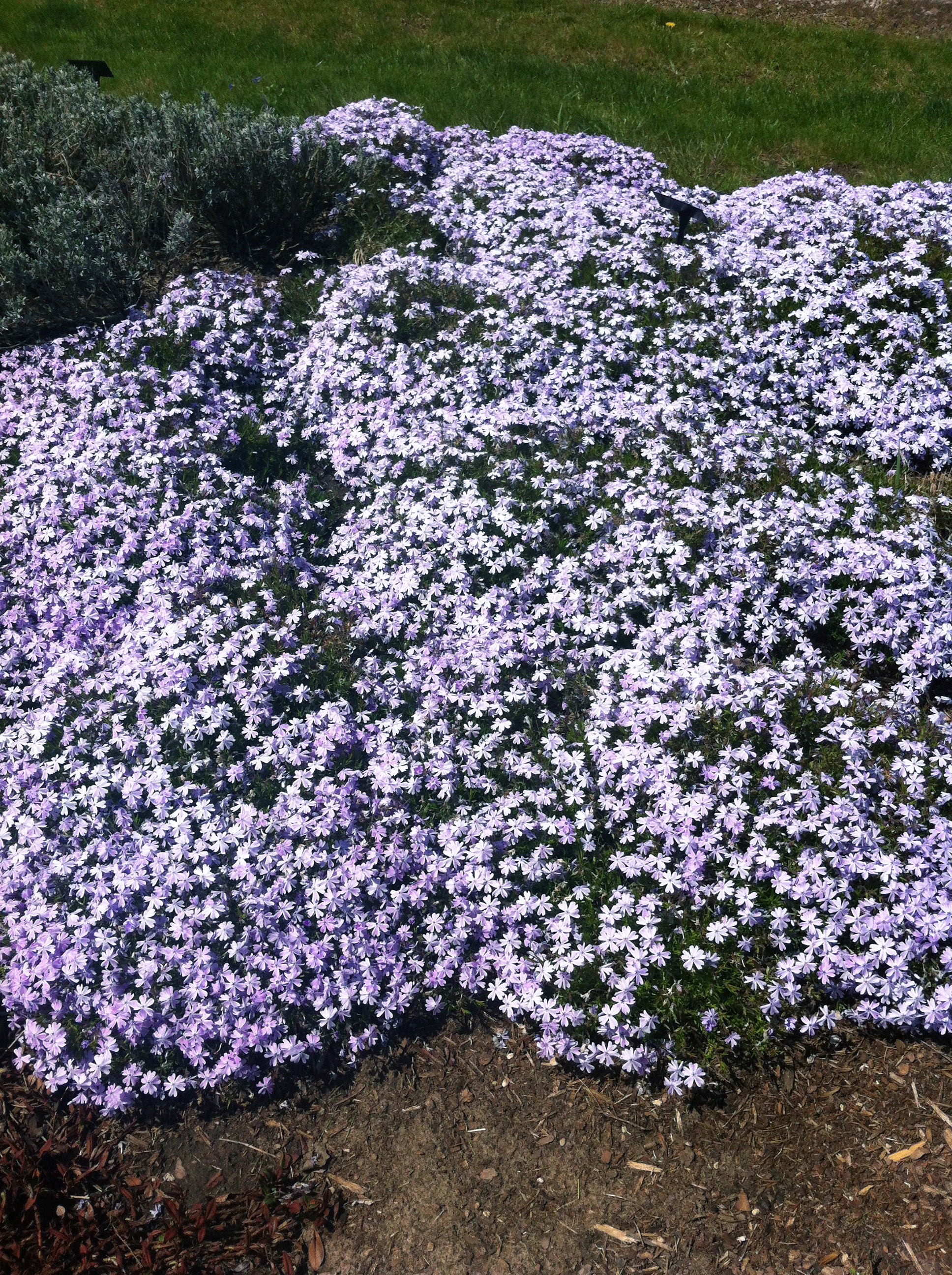 Phlox subulata Emerald Blue Moss Phlox