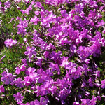 Phlox subulata Emerald Pink Moss Phlox