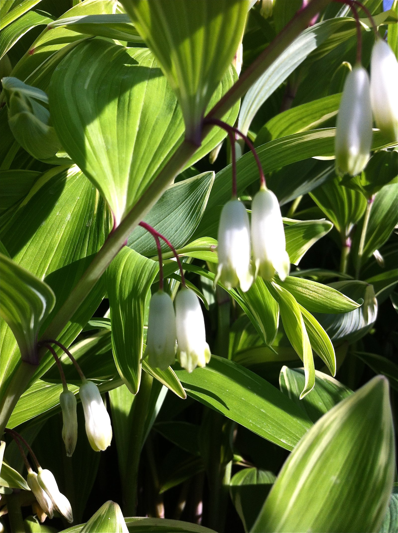 Polygonatum odoratum Variegatum Variegated Solomon's Seal