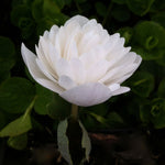 Sanguinaria f. multiplex Plena Double flowering Bloodroot