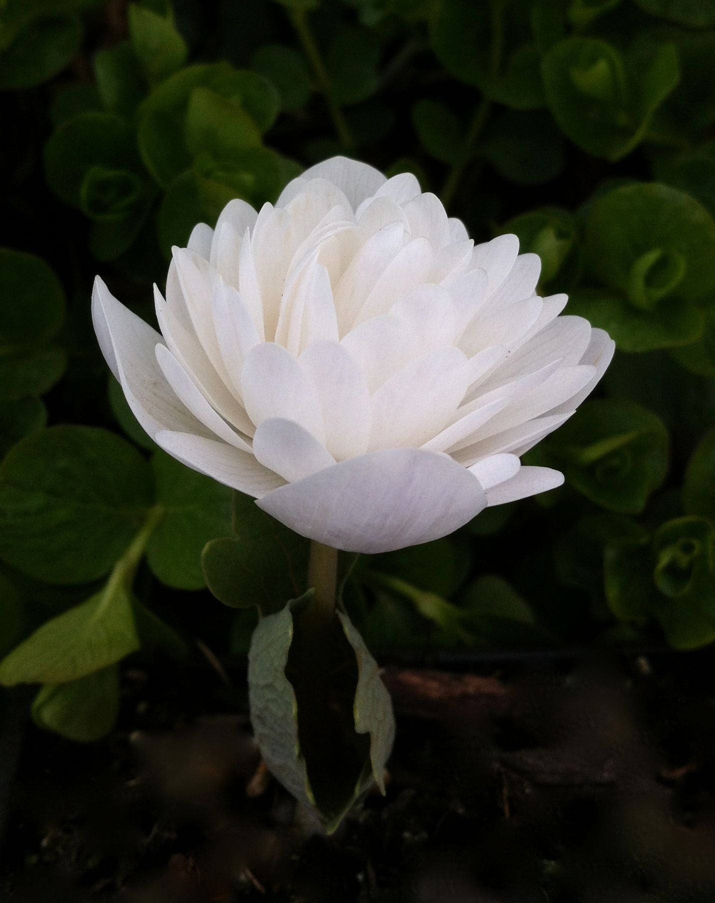 Sanguinaria f. multiplex Plena Double flowering Bloodroot