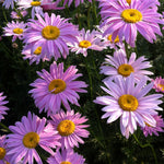 Tanacetum coccineum Robinson's Pink Painted Daisy