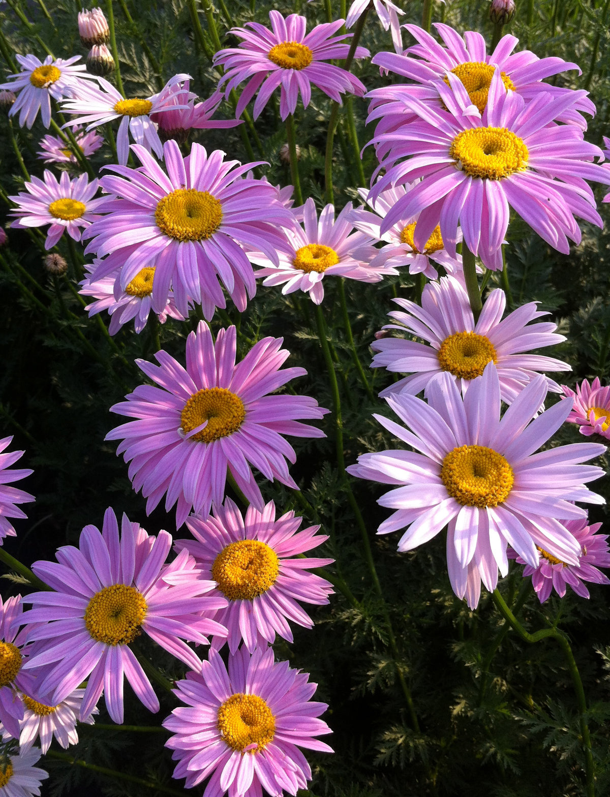 Edmonds Daisy Color Painted Daisy – GardenTap