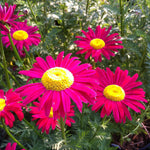 Tanacetum coccineum Robinson's Red Painted Daisy