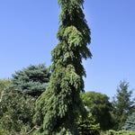 Picea glauca Pendula Weeping White Spruce