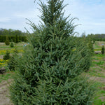 Picea mariana Black Spruce