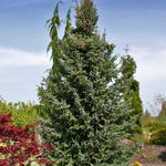 Picea omorika Bruns Bruns Serbian Spruce