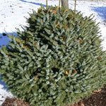 Picea omorika Nana Dwarf Serbian Spruce