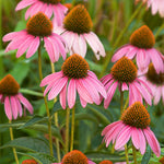Echinacea purpurea Purple Coneflower
