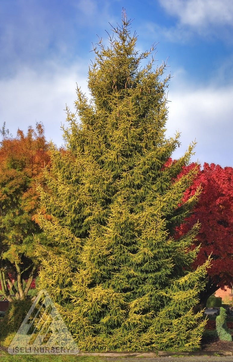 Picea orientalis Skylands Skylands Caucasian Spruce