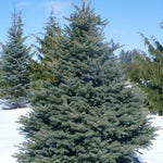 Picea pungens Colorado Spruce