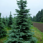 Picea pungens var. Glauca Blue Colorado Spruce