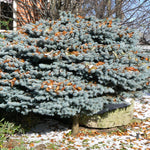 Picea pungens Glauca Globosa Globe Blue Spruce
