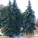 Picea pungens Hoopsii Hoopsii Blue Spruce