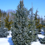 Picea pungens Iseli Fastigiate Iseli Columnar Blue Spruce