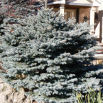 Picea pungens Montgomery Montgomery Blue Spruce