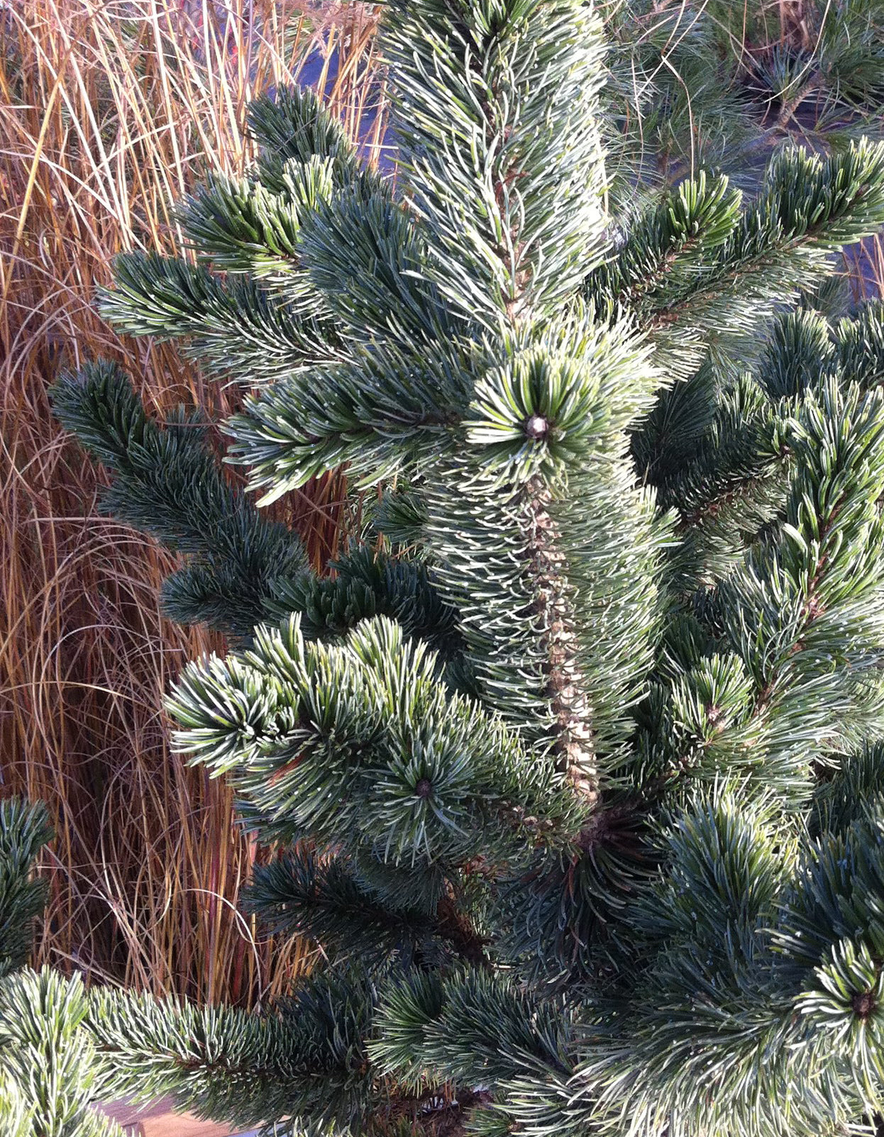 Pinus aristata Bristlecone Pine