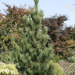 Pinus cembra Chalet Chalet Swiss Stone Pine
