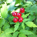 Actaea rubra Red Baneberry
