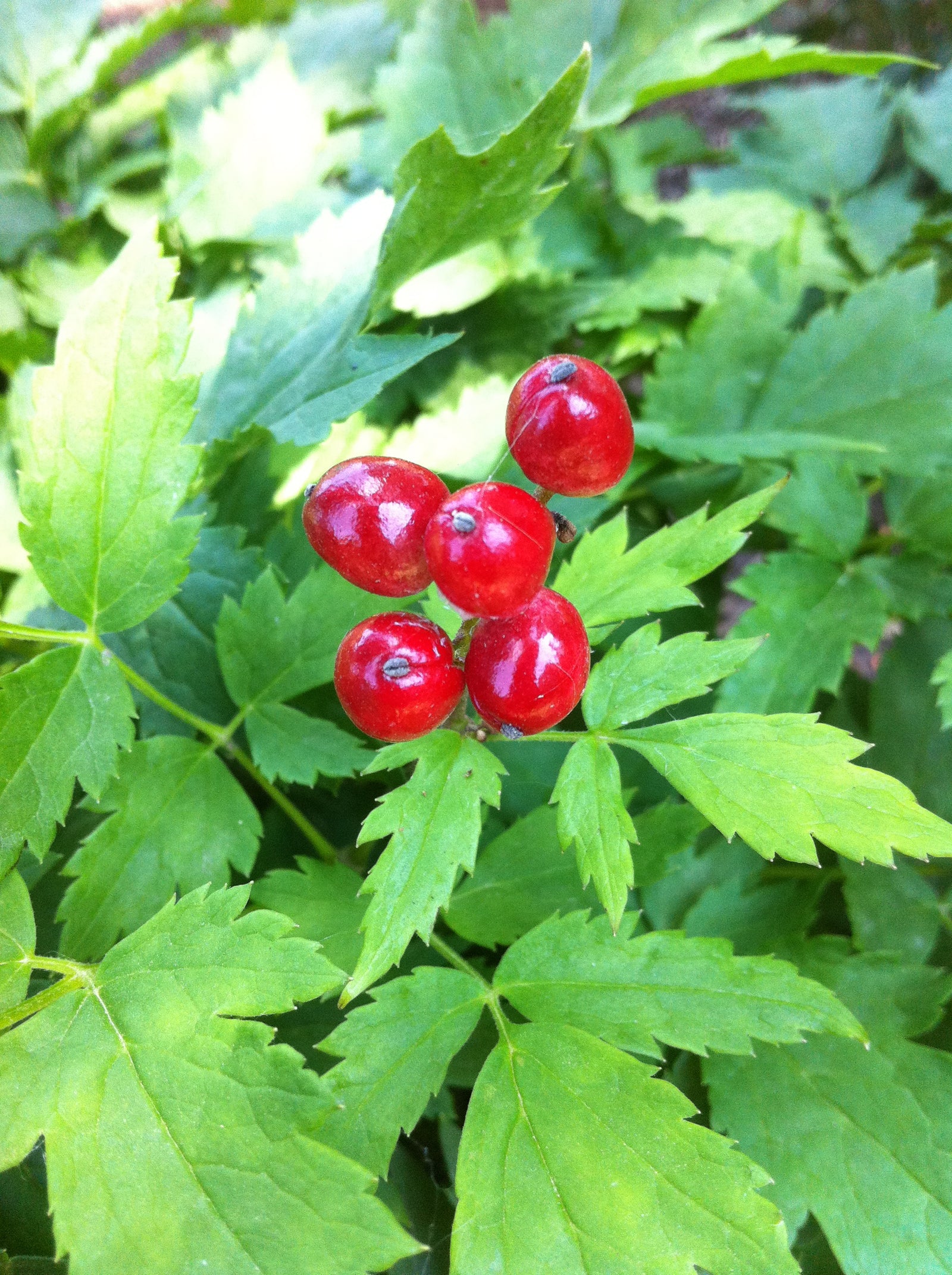 Actaea rubra Red Baneberry