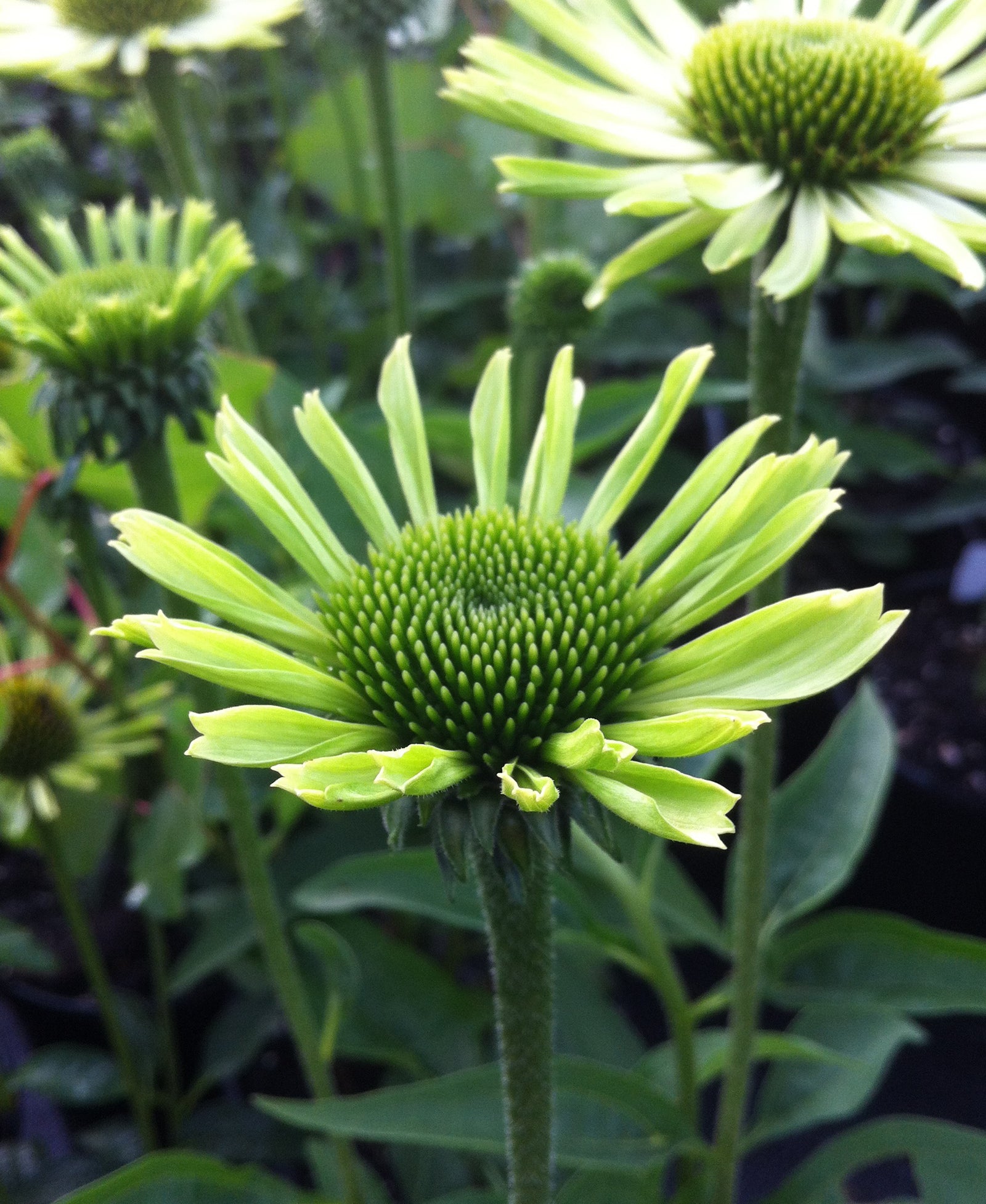 Echinacea purpurea Green Jewel PP18678, CPBR3985 Green Jewel Coneflower