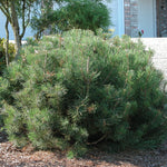 Pinus mugo var. pumilio Dwarf Mugo Pine