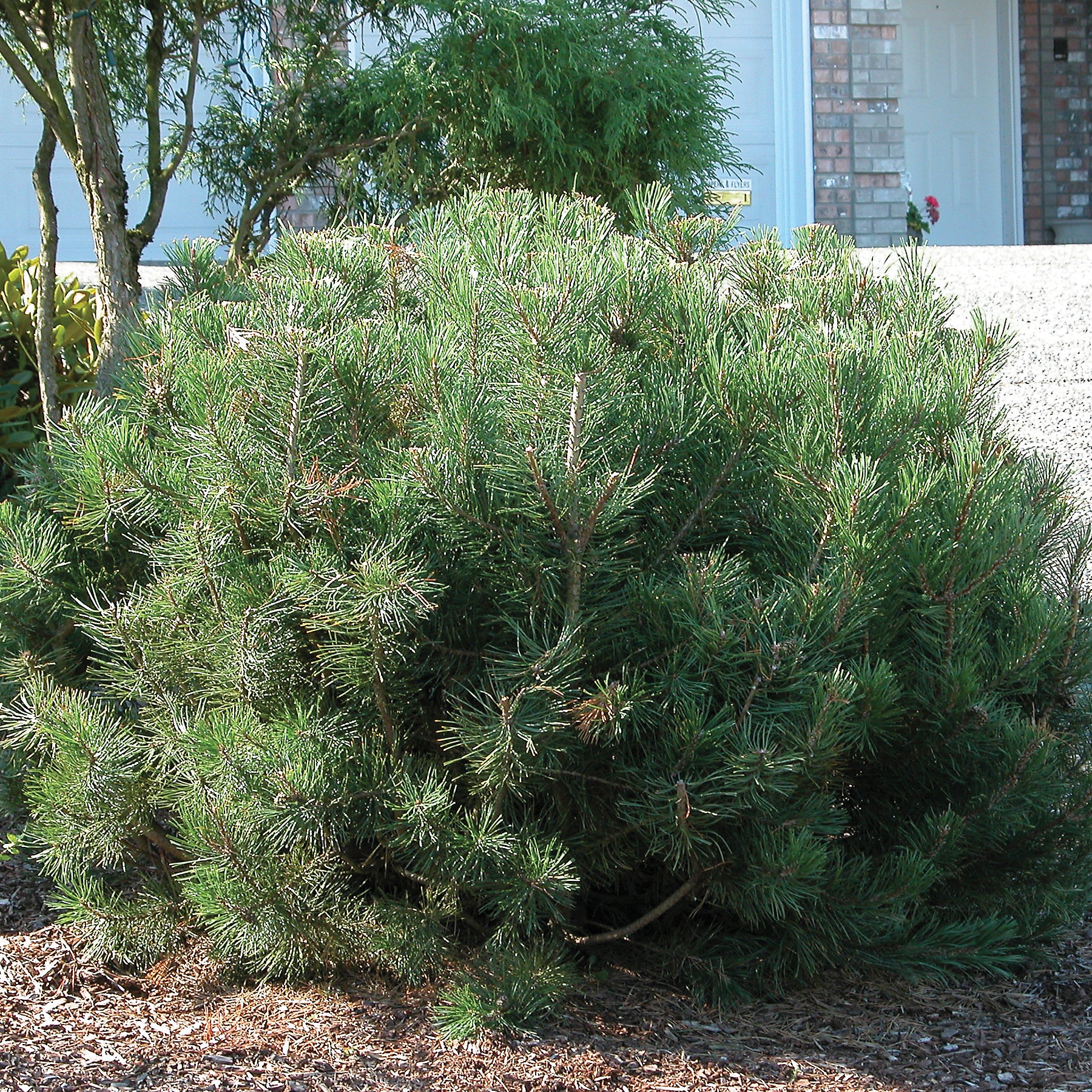Pinus mugo var. pumilio Dwarf Mugo Pine