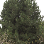 Pinus nigra Austrian Pine